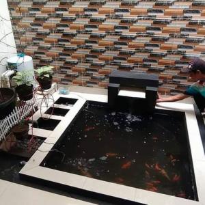 jasa pembuatan kolam koi