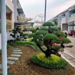 pembuatan taman minimalis bonsai